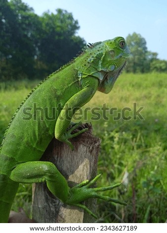 Green iguana in nature on wood