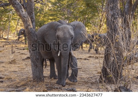 Elephant in the woods feigning a charge