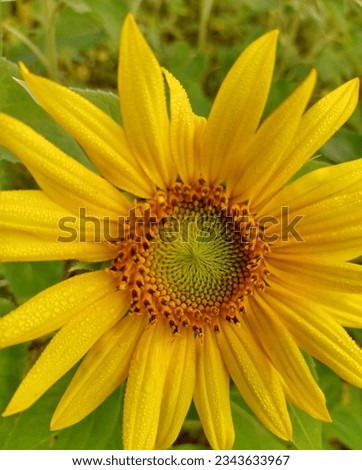 A sunflower picture from micro Lens