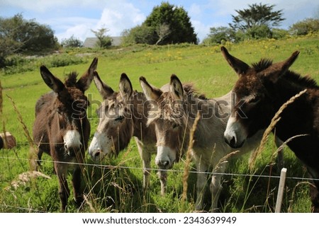 Four Donkeys in a field, West Cork Ireland on a sunny afternoon. Royalty-Free Stock Photo #2343639949