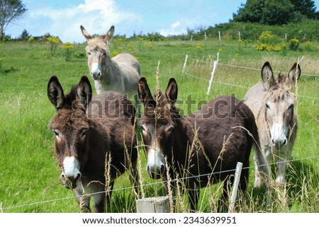 Four Donkeys in a field, West Cork Ireland on a sunny afternoon. Royalty-Free Stock Photo #2343639951