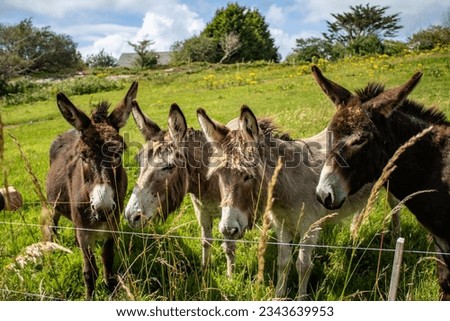 Four Donkeys in a field, West Cork Ireland on a sunny afternoon. Royalty-Free Stock Photo #2343639953
