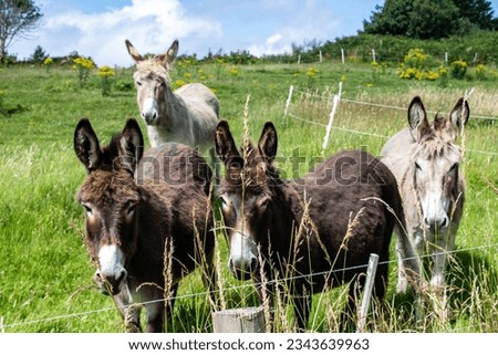 Four Donkeys in a field, West Cork Ireland on a sunny afternoon. Royalty-Free Stock Photo #2343639963
