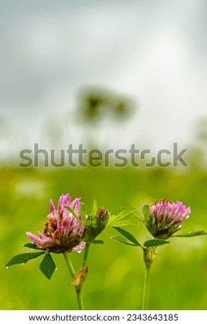 purple clover flower on summer meadow after rain