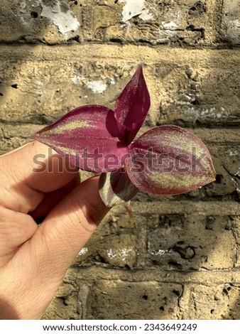 Wandering jew rooted cutting selective focus