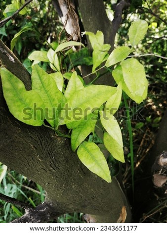 A branch, sometimes called a ramus in botany, is a woody structural member connected to the central trunk of a tree (or sometimes a shrub).  Royalty-Free Stock Photo #2343651177