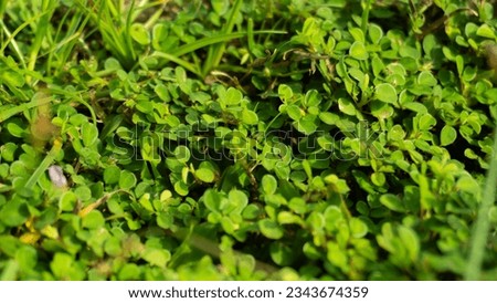 Tiny green leaves of a creeping ground plant