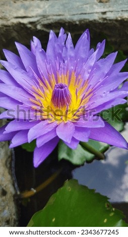 A Picture of Water Lily Nymphea Lotus Blue 