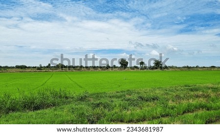 The picture of the sky on a bright day, with clouds floating in a group of blue and white clouds, below are fields and weeds, no mounds, some birds living in the fields, agriculture, green fields