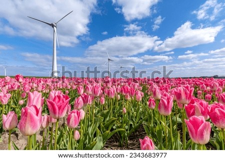 field with rose pink triumph tulips (variety ‘Dynasty’) in Flevoland, Netherlands Royalty-Free Stock Photo #2343683977