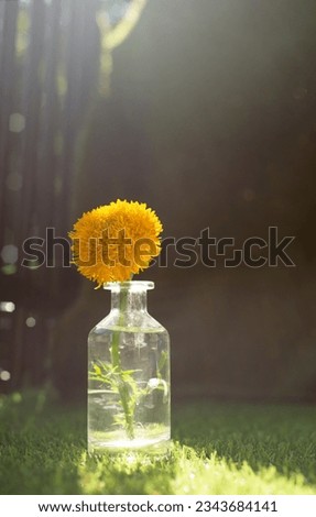 Marigold flowers are similar to that of a carnation. Yellow Tagetes. 