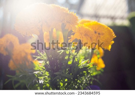 Marigold flowers in the backlight. Tagetes is yellow.