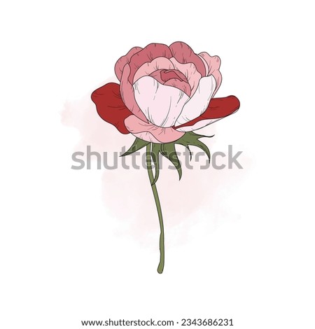 Beautiful Rose Illustration. Rose T-shirt Design