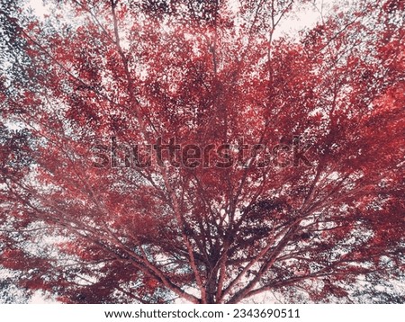 The colors, green, red of the trees that spread the branches. show the beauty for text input Spring pictures, colorful, hot, warm, natural, creative
