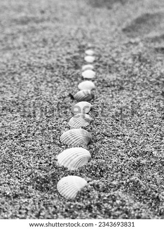 Black and white picture of seashells in the sand