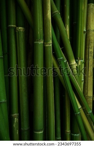 Green bamboo fence texture, bamboo background. bamboo forest pattern. Green bamboo fence backdrop and pattern.         