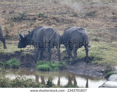 Wildlife pictures taken from Nairobi National Park