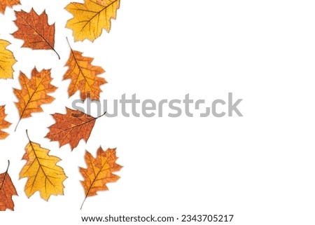 Oak tree dry autumn yellow red foliage on white background. Autumn, fall, thanksgiving day concept. Flat lay, top view. space for text. High quality photo