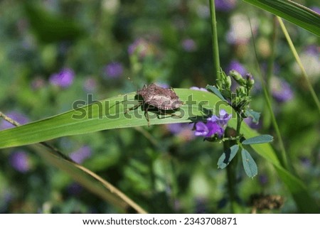 Stink bug (Halyomorpha halys) on medicago sativa.