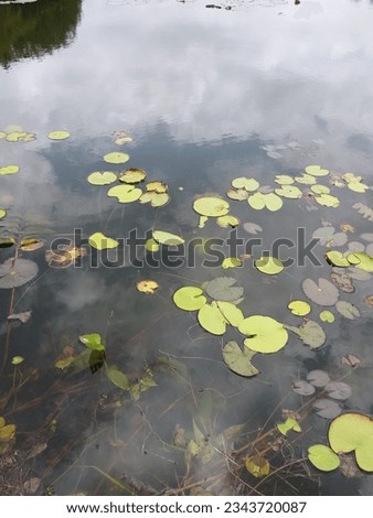 Nymphoides indica | Kumudu plantt in pond | Family-Menyanthaceae 2023 Royalty-Free Stock Photo #2343720087
