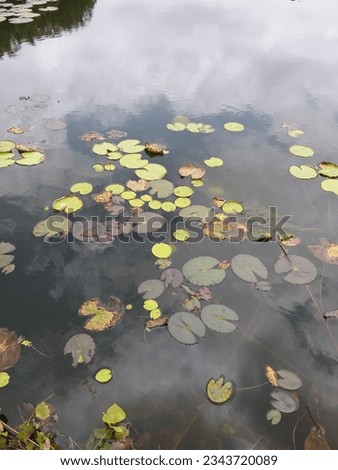 Nymphoides indica | Kumudu plantt in pond | Family-Menyanthaceae 2023 Royalty-Free Stock Photo #2343720089
