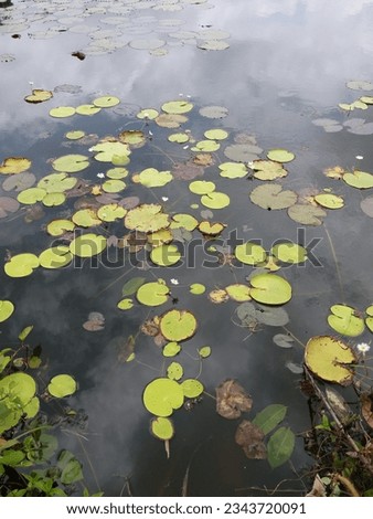 Nymphoides indica | Kumudu plantt in pond | Family-Menyanthaceae 2023 Royalty-Free Stock Photo #2343720091