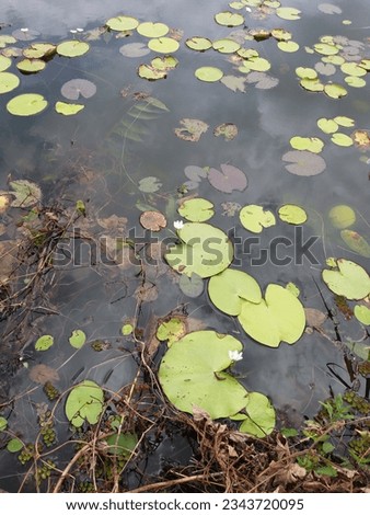 Nymphoides indica | Kumudu plantt in pond | Family-Menyanthaceae 2023 Royalty-Free Stock Photo #2343720095