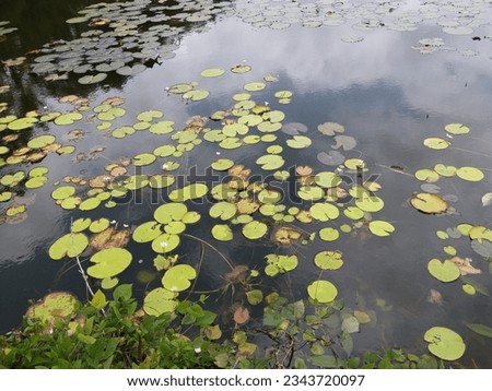 Nymphoides indica | Kumudu plantt in pond | Family-Menyanthaceae 2023 Royalty-Free Stock Photo #2343720097