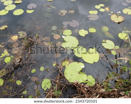 Nymphoides indica | Kumudu plantt in pond | Family-Menyanthaceae 2023 Royalty-Free Stock Photo #2343720101