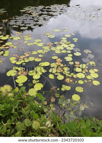 Nymphoides indica | Kumudu plantt in pond | Family-Menyanthaceae 2023 Royalty-Free Stock Photo #2343720103