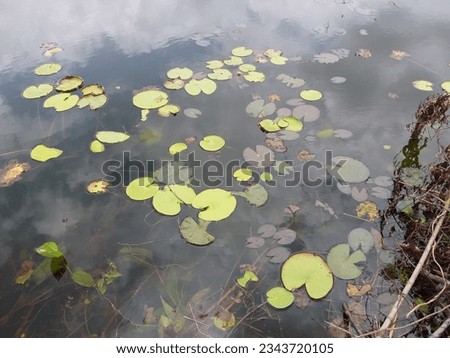 Nymphoides indica | Kumudu plantt in pond | Family-Menyanthaceae 2023 Royalty-Free Stock Photo #2343720105