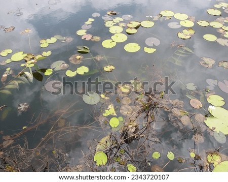 Nymphoides indica | Kumudu plantt in pond | Family-Menyanthaceae 2023 Royalty-Free Stock Photo #2343720107