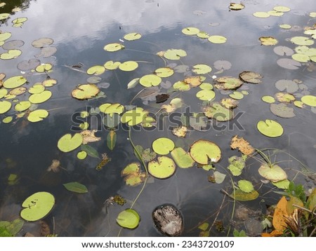 Nymphoides indica | Kumudu plantt in pond | Family-Menyanthaceae 2023 Royalty-Free Stock Photo #2343720109