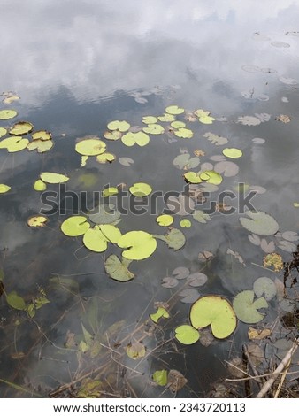 Nymphoides indica | Kumudu plantt in pond | Family-Menyanthaceae 2023 Royalty-Free Stock Photo #2343720113