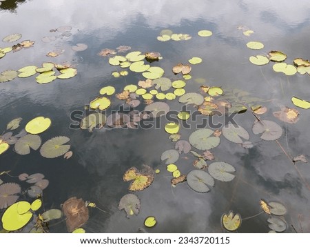 Nymphoides indica | Kumudu plantt in pond | Family-Menyanthaceae 2023 Royalty-Free Stock Photo #2343720115