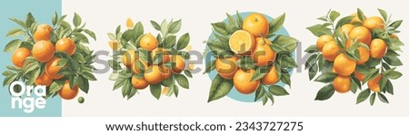 Oranges in leaves. A set of vector illustrations. Vectorized gouache illustrations. Collection of isolates for labels, prints, banners.