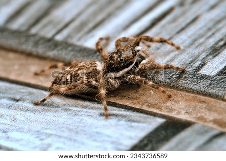 macro photography, photo of spider walking on tiled floor with pattern