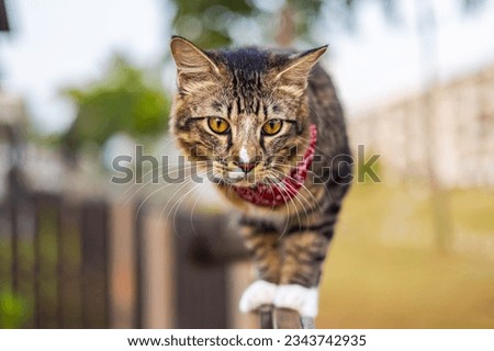 Close-up of a cat face. Portrait of a male kitten. Cat looks curious and alert. Detailed picture of a cats face with yellow clear eyes. Close up of cute feline face. a young cat with a red scarf