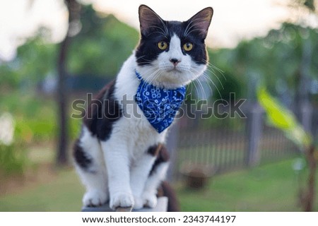 Close-up of a cat face. Portrait of a male kitten. Cat looks curious and alert. Detailed picture of a cats face with yellow clear eyes. Close up of cute feline face. a young cat with a blue scarf