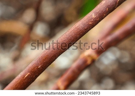 close-up focus of tree roots