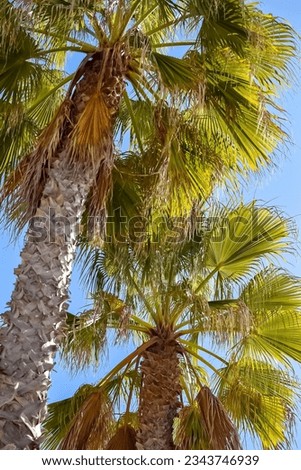 Los Angeles santa monica venice beach summer vibes palm tree skate park american  