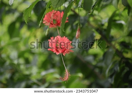 Spider Hibiscus flower red in color