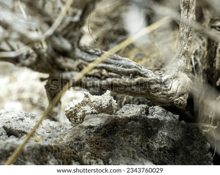 The super rare Spider tailed horned viper, Pseudocerastes urarachnoides, hides under a branch Royalty-Free Stock Photo #2343760029