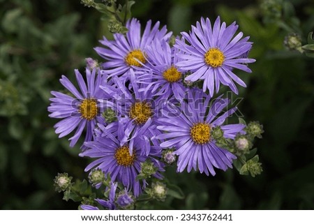 Aster amellus, the European Michaelmas daisy, is a perennial herbaceous plant in the genus Aster of the family Asteraceae. Royalty-Free Stock Photo #2343762441