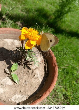 this is a picture of beautiful butterfly sucking nectar of yellow beautiful marigold flower.having green grass in background,in natural sunlight . 