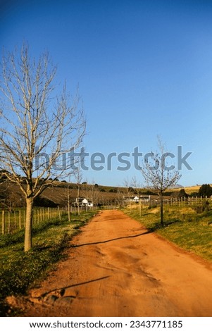 A gravel road in the middle of a wine farm 