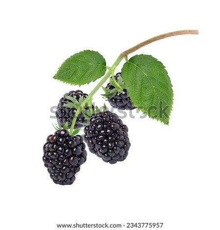 Blackberry fruit with green leaves on tree branch isolated on white background. Royalty-Free Stock Photo #2343775957