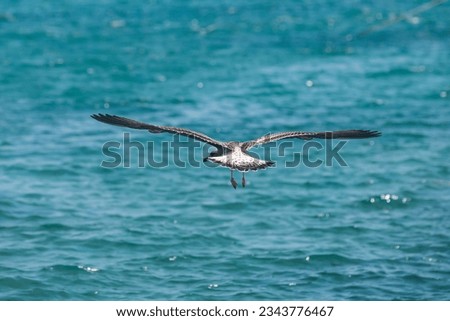 A flying seagull with open wings