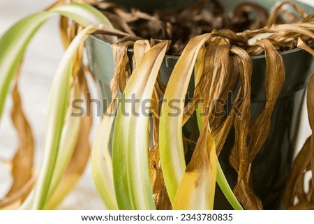 Dead and shriveled spider plant in plant pot Royalty-Free Stock Photo #2343780835