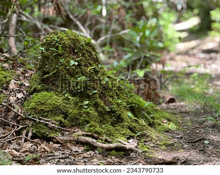 Linville Falls Hiking Trails. Old stump overgrown with moss. Wildlife of America. Outdoor walking in South Carolina National Park. Royalty-Free Stock Photo #2343790733